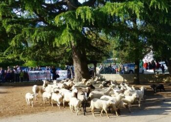 Sheep enrolled as students at French class in a protest move