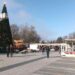 Елха от Русия ще радва тази година плевенчани