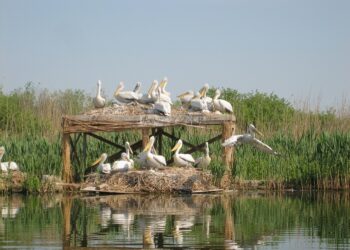 “Сребърна” стана на 70 години