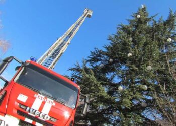 Елхата на Димитровград е по-висока от елхата на Троян
