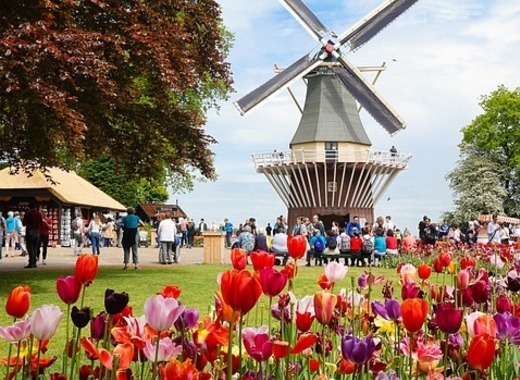 Visit the Tulip Festival in Amsterdam from 31st of March until 30th of April