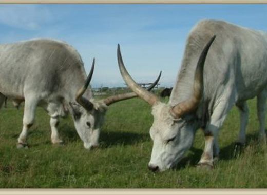 Safari in Hungary? Yes, that’s possible! 1 4850