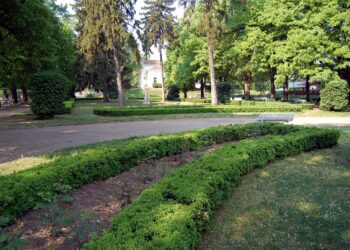 Китайският молец нападна и чемширите в Монтана