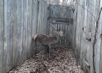 Разселват благородни елени в страната
