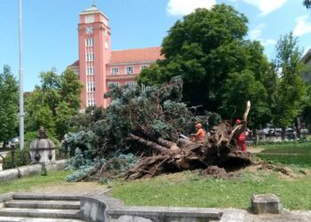 Спартански: Санитарната сеч ни спаси при снощната буря