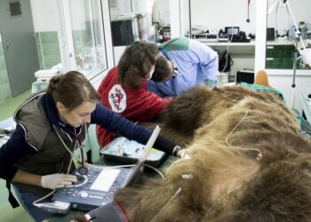 Немски зъболекар вади болни зъби на мечки у нас
