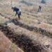 Горски залесяват над 4000 декара нови гори
