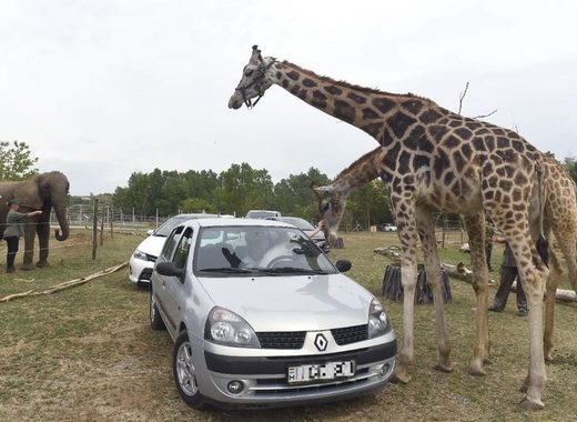 Hungary has opened its first car safari park 1 1 1449