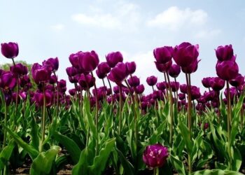 170 000 tulips are waiting for you in Antwerp – choose yours
