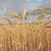 Ново село и Брегово първи започнаха жътвата 8 Ново село и Брегово първи започнаха жътвата