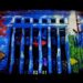 Facades of Burgas’ s buildings become movie screens