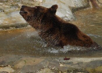 Животните в ловешкия зоопарк с повече вода в жегите