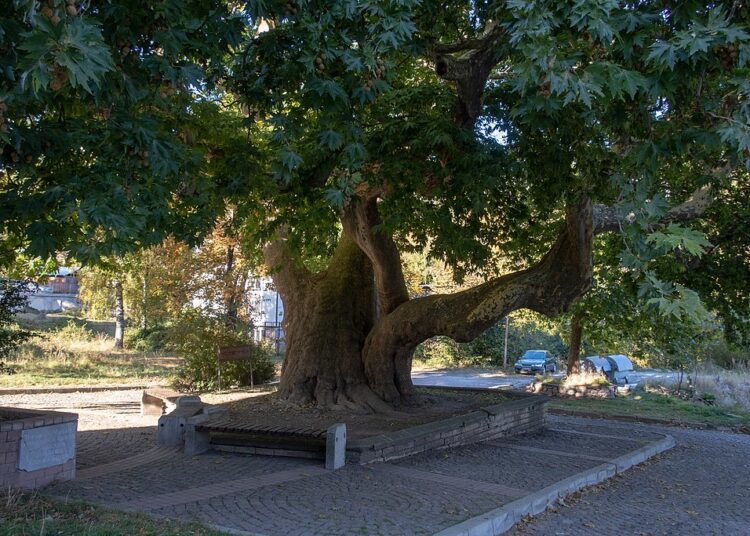 1024px Old Platanus in Smolyan 11