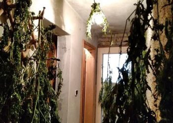 Хванаха инспектор от Агенцията по храните с 80 кг марихуана