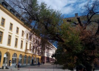 2/3 от сливналии искат Стария бряст да стане арт произведение