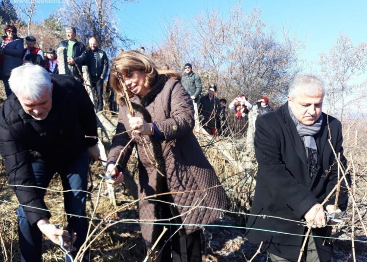 Йотова и кметът Москов зарязаха лозята в с. Делчево 1 1549805685