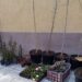 Раздават безплатно хиляди дръвчета и цветя