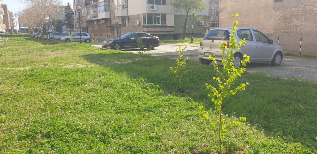 Засадиха 55 млади фиданки в Поморие 1 55 нови дръвчета са засадени в Поморие