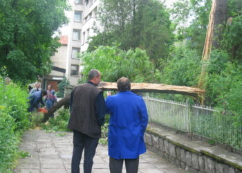 Режат опасни тополи в Бобовдолско