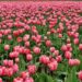 Dutch growers cut off flower bulbs to repel tourists