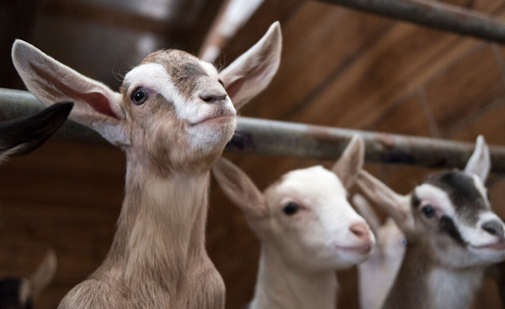 2 Kids Goat Farm About 3