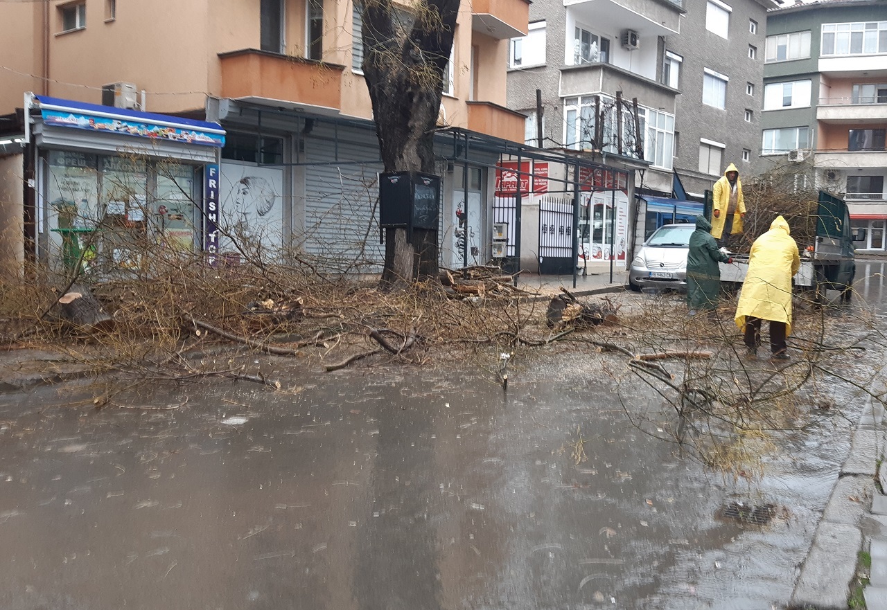 Асеновград премахва опасни клони
