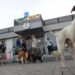 Кастрират безплатно кучетата в Девня 8 Кастрират безплатно кучетата в Девня