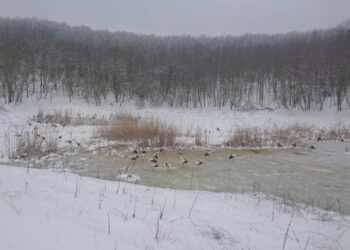 Спасиха от гладна смърт близо 200 щъркела