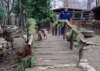 Варненският зоопарк приема елхички следпразнично