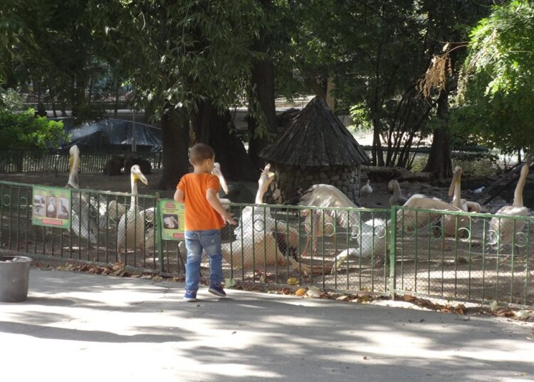 2 пеликани
