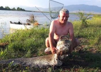 Рибар улови 60-килограмов сом край Кюстендил