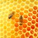 Бургас пръска срещу плевели, пчелари пазят кошерите