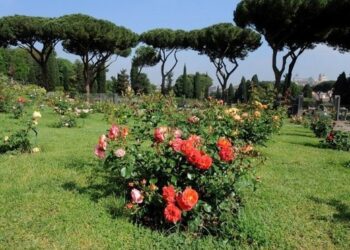 Take part in the photo contest for Rome’s most beautiful rose