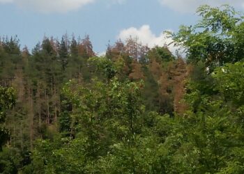 Деца садят фиданки в Седмицата на гората