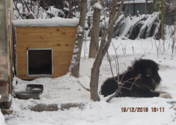 Дарение от 50 нови къщички получи приют за кучета