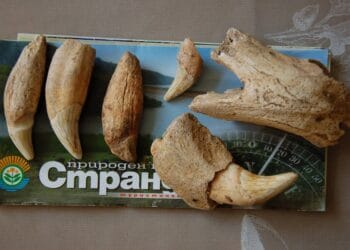 Откриха останки от пещерни мечки в Странджа