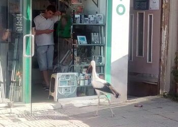 Щъркел се разходи по главната улица в Дупница