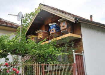 На свети Прокопий пчеларите дават курбан