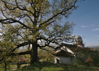 Кюстендилско село остана без легендарен дъб
