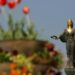 Три пъти променят датата на празника на София