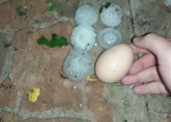 Градушка съсипа царевицата в  Царев брод