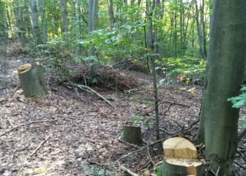 Горски хванаха бракониер да сече вековни дървета