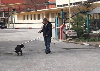5 общини искат да строят общ приют за бездомни кучета