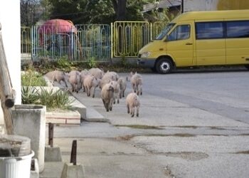 Прасета шарят свободно из Козлодуй