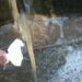 Замърсена вода във врачанско село 8 Замърсена вода във врачанско село