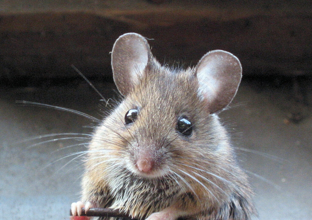 Cute mouse 1