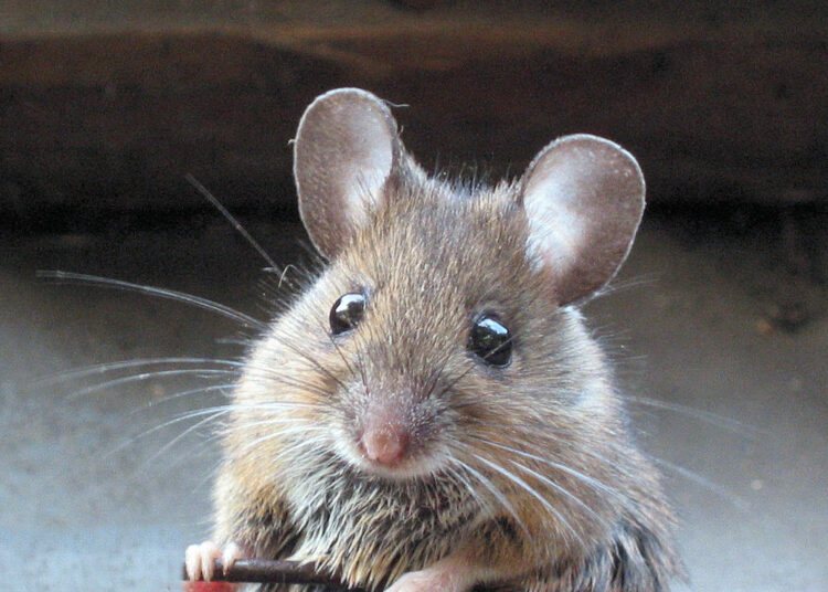 Cute mouse 1