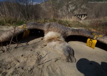 Отрови морят лешояди в Кресненския пролом