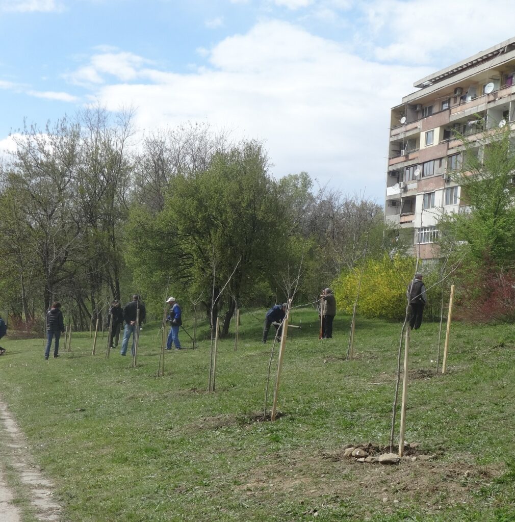 Залесяват с ясен, явор и чинар в Карлово 1 DSC09370