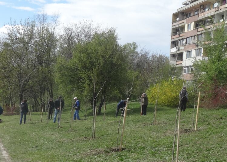 Залесяват с ясен, явор и чинар в Карлово 1 DSC09370
